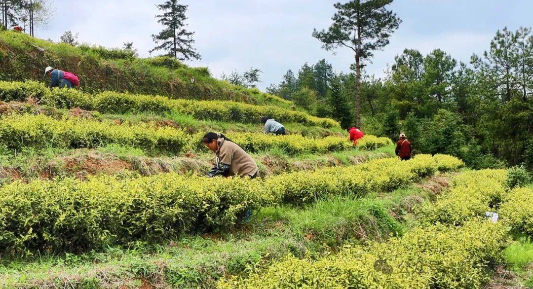 春茶迎丰收 茶农采摘忙(图3)