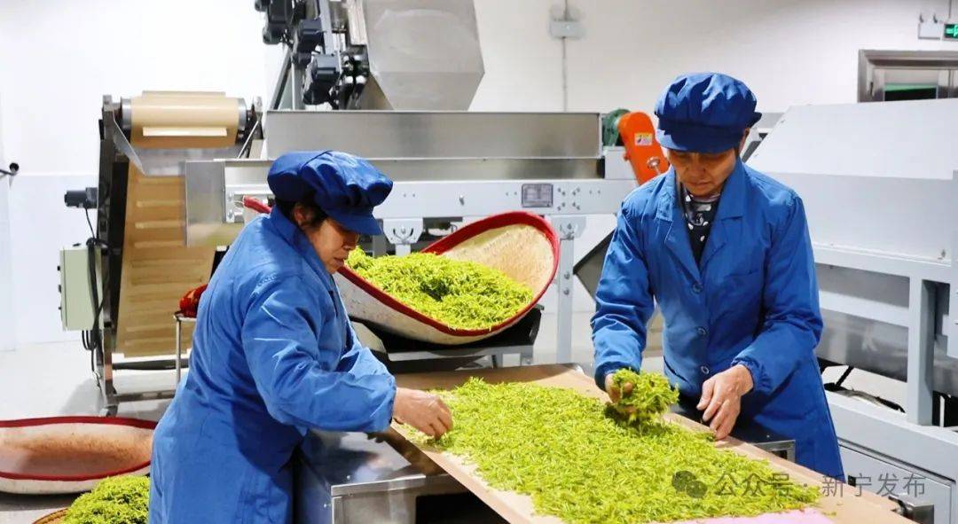 春茶迎丰收 茶农采摘忙(图4)