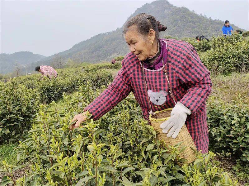 玉屏白果“明前茶”开采(图2)