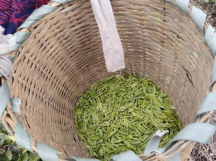 玉屏白果“明前茶”开采(图3)
