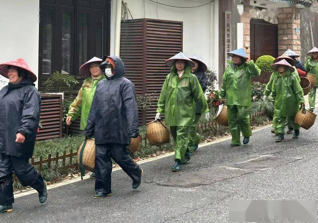 “天价”与“薄利”揭秘明前西湖龙井生意｜一线(图2)