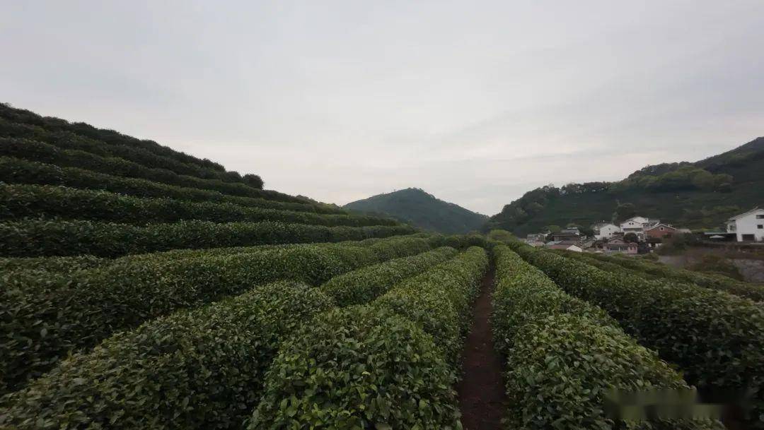 “天价”与“薄利”揭秘明前西湖龙井生意｜一线(图6)
