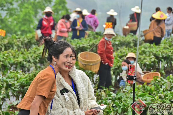 千年茶乡绿意浓 昌宁茶产业迈向高jbo竞博入口质量发展(图3)