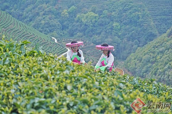 千年茶乡绿意浓 昌宁茶产业迈向高jbo竞博入口质量发展(图6)