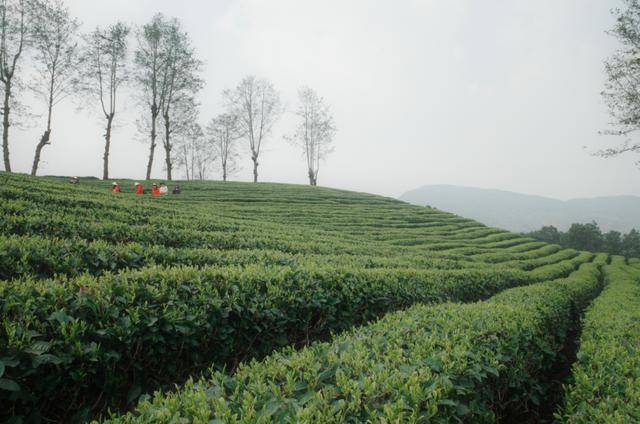 农夫山泉蝶变云南茶(图3)