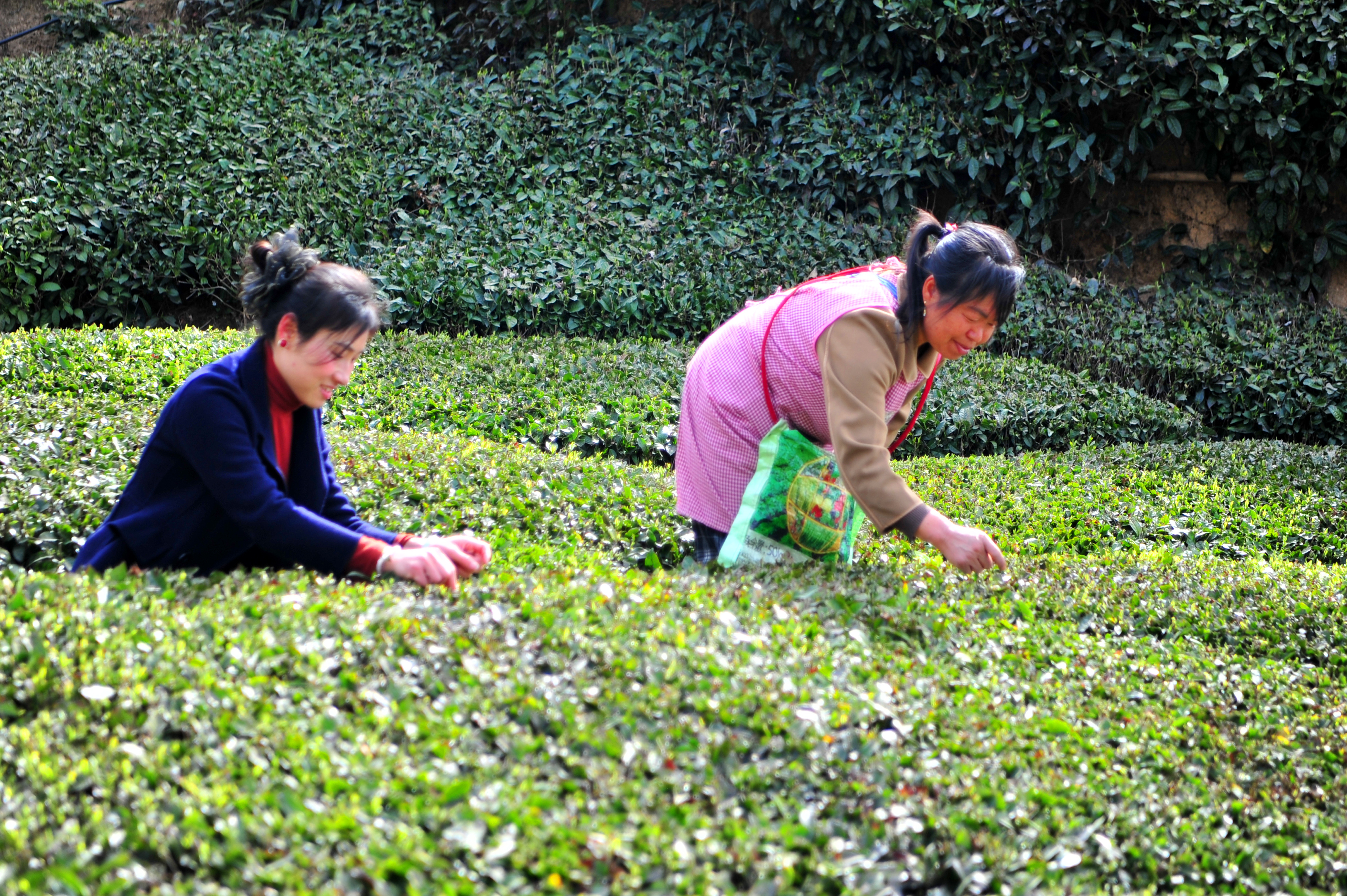 湖北夷陵：邓村茶经故里舞春色 一片茶叶“蝶变”一方产业(图5)