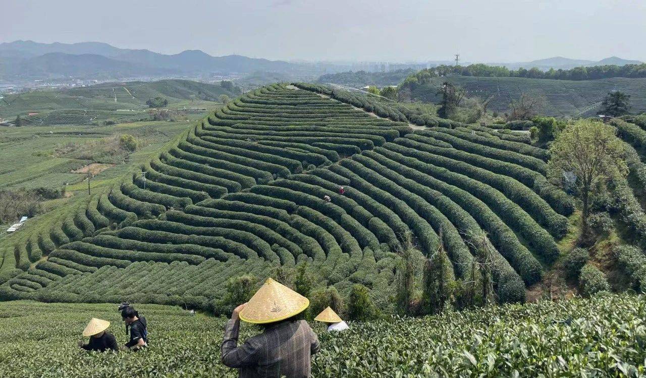 盒马“采茶”闯入6000亿红海市场(图1)