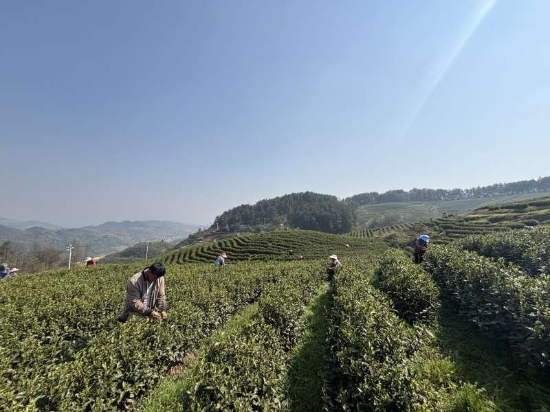 明前新茶香 采摘加工忙(图1)