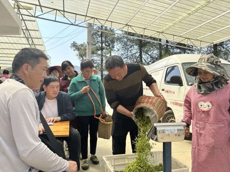 明前新茶香 采摘加工忙(图2)