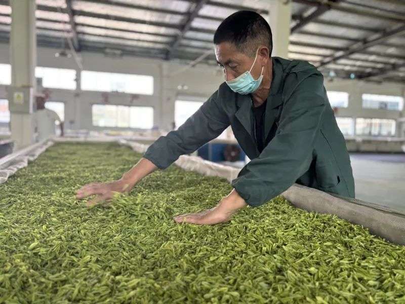 明前新茶香 采摘加工忙(图3)