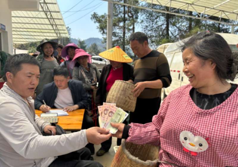 明前新茶香 采摘加工忙(图4)