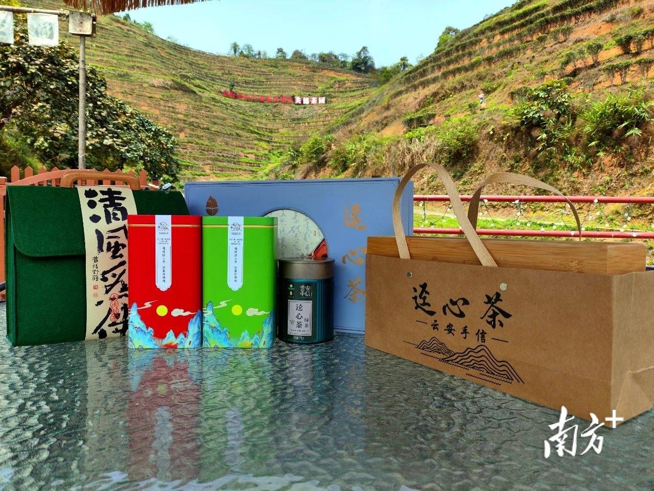 云安：明前新茶香一叶“绿”生“金”(图2)
