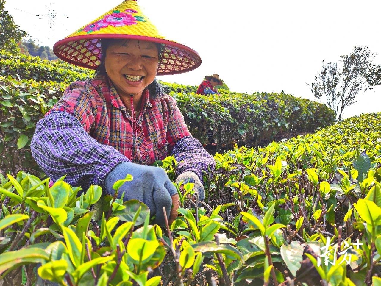 云安：明前新茶香一叶“绿”生“金”(图1)