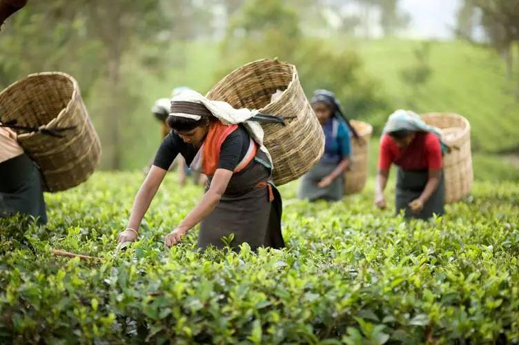 jbo竞博APP茶座制作工艺消费者茶叶方向