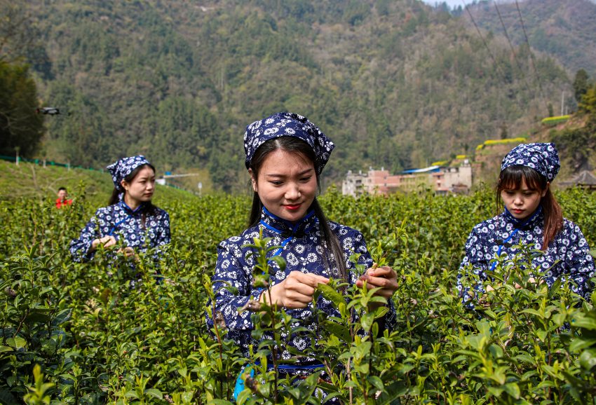 茶香裊裊富山鄉 四川宣漢茶糧套種讓“荒山”變“寶地”(图1)