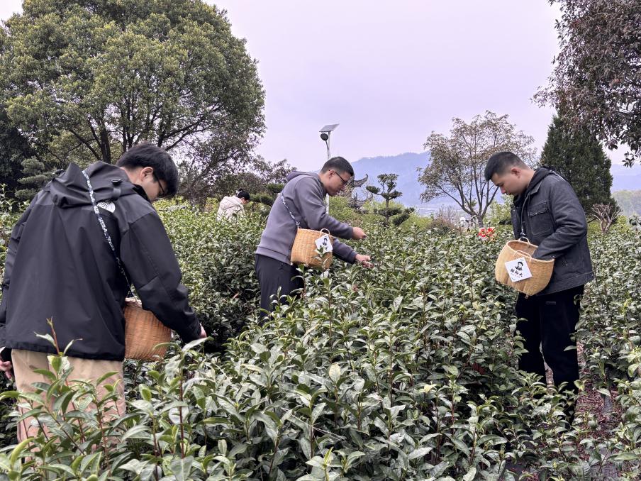 黃山市徽州區：賞花踏青點燃“春日經濟”(图1)