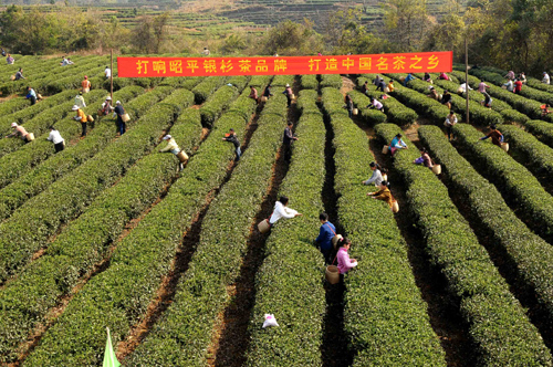 谷雨前的“5大茶叶”都是春季新茶“压轴宝藏”贵有贵的道理