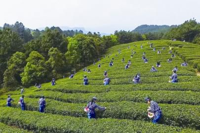 多地兴起茶叶国潮消费体验