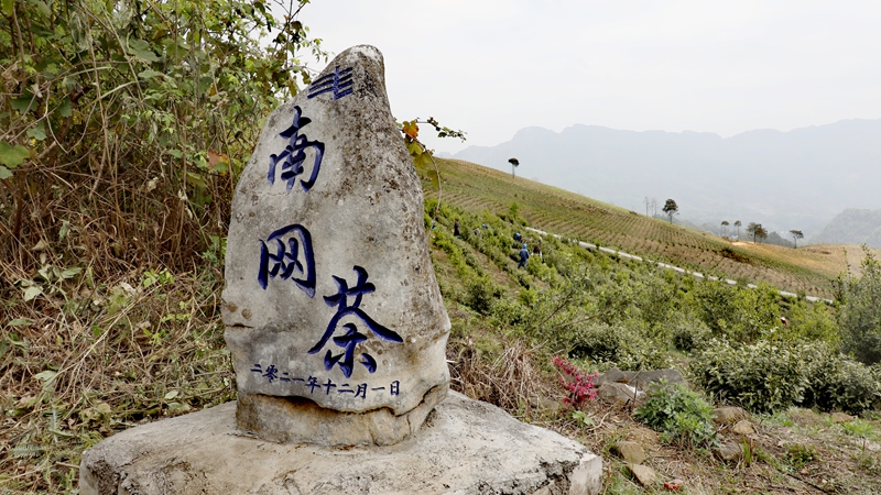 “南网茶”带动半坡村少数民族增收致富(图1)