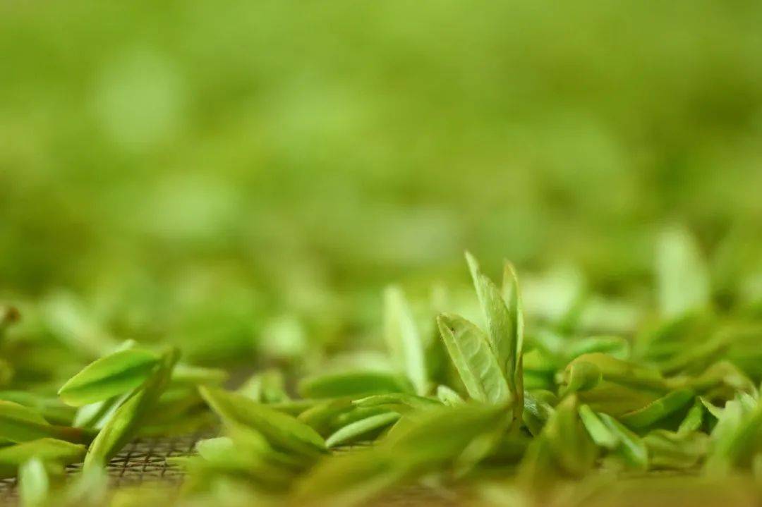 一片茶叶如何在西方引起“蝴蝶效应”？(图2)