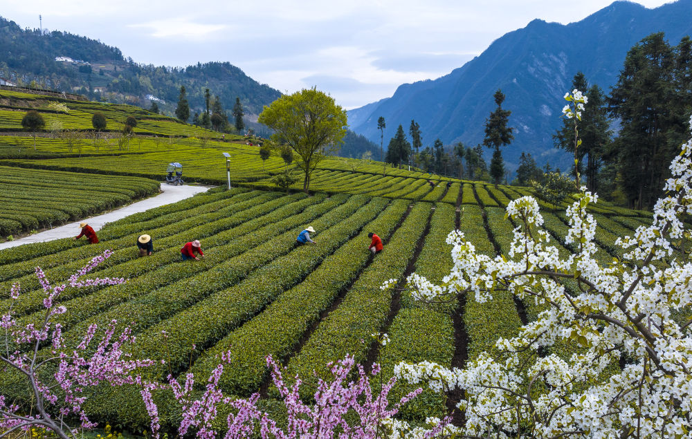 丝绵茶香促振兴——湖北秭归茶产业高质量发展见闻(图1)