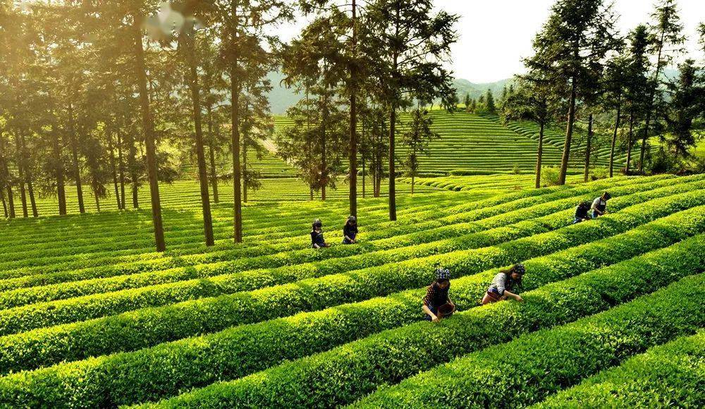 2025全国三月茶情(图1)