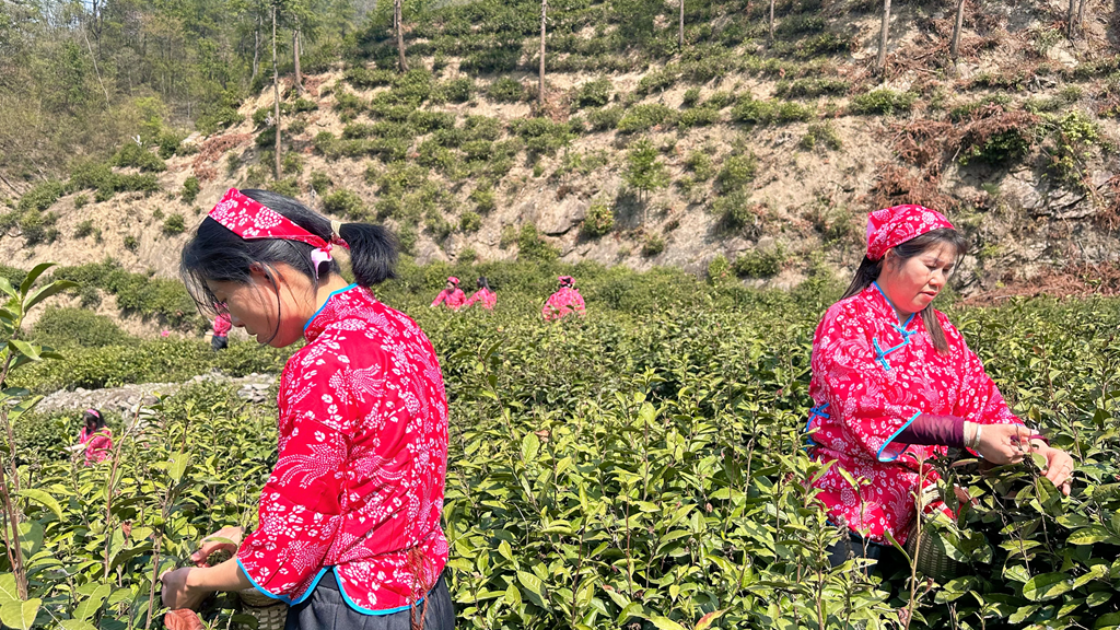 以茶为媒 做好“茶文章” 壮大“茶经济”(图2)