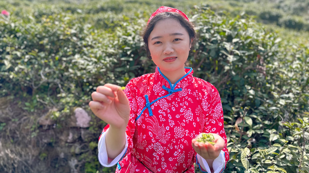 以茶为媒 做好“茶文章” 壮大“茶经济”(图3)