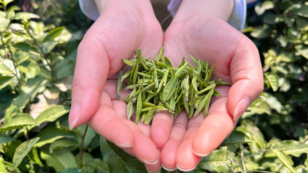 以茶为媒 做好“茶文章” 壮大“茶经济”(图4)