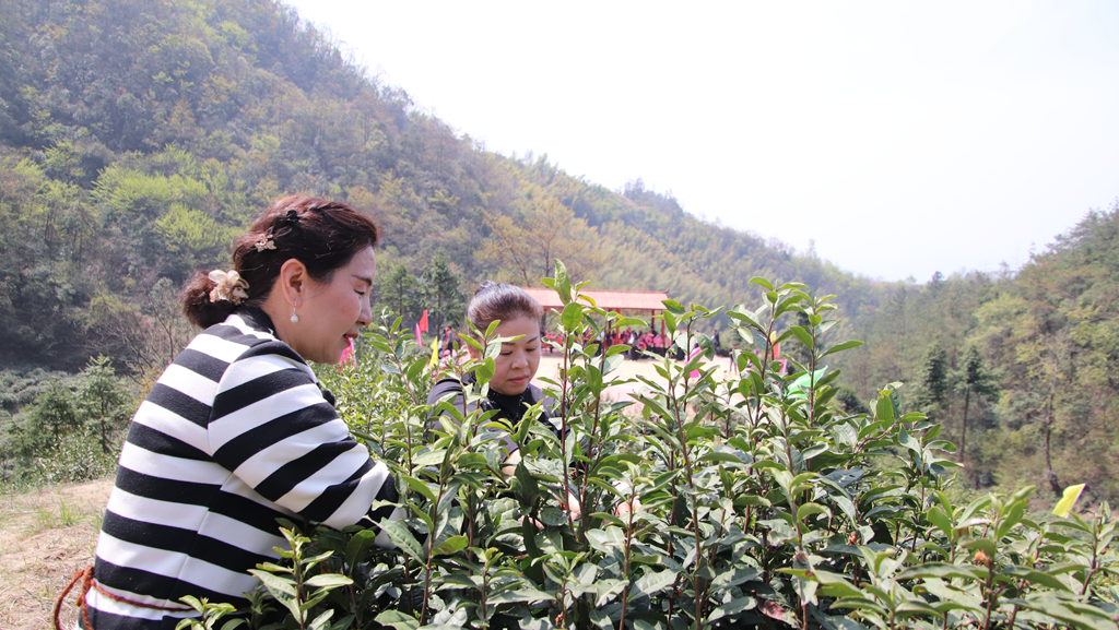 以茶为媒 做好“茶文章” 壮大“茶经济”(图5)