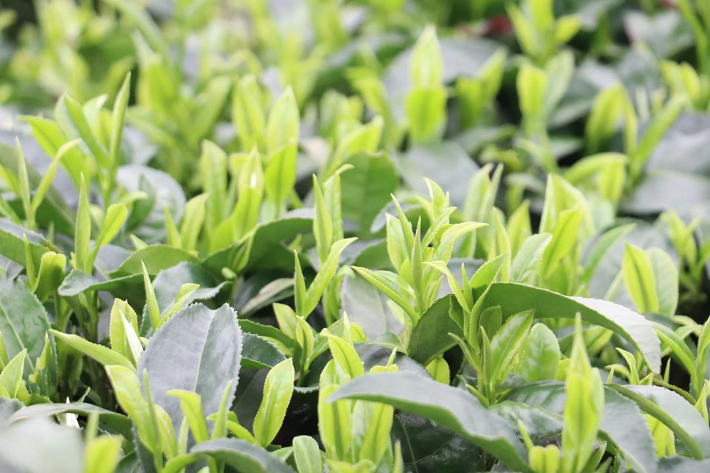 以茶为媒 做好“茶文章” 壮大“茶经济”(图6)