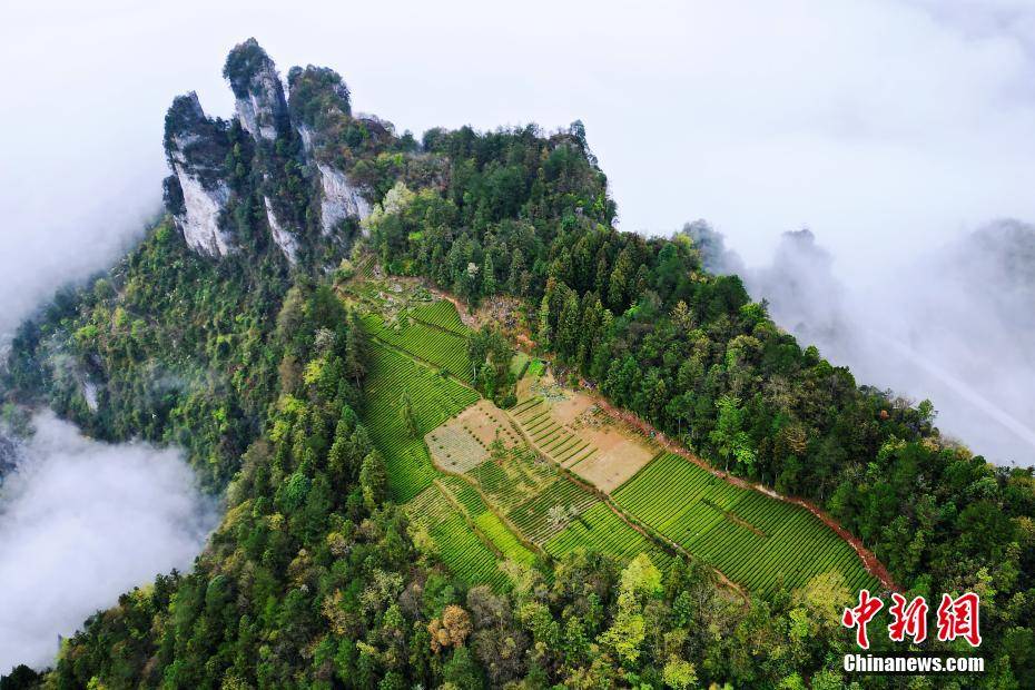 湖北咸丰：云雾绕茶山 桃花映“春采”(图1)