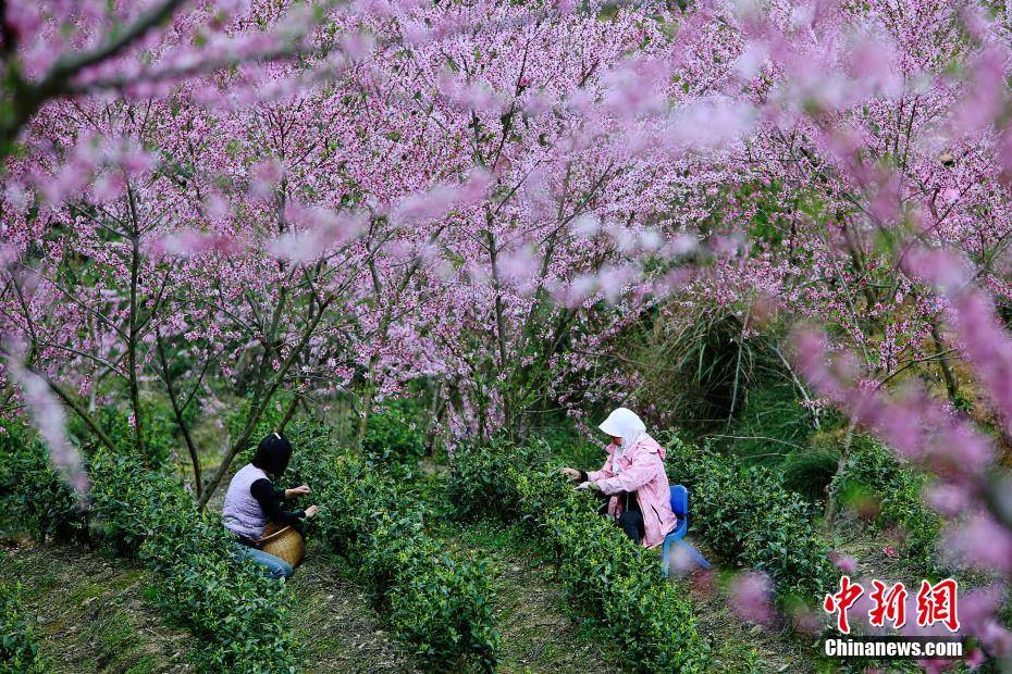 湖北咸丰：云雾绕茶山 桃花映“春采”(图2)