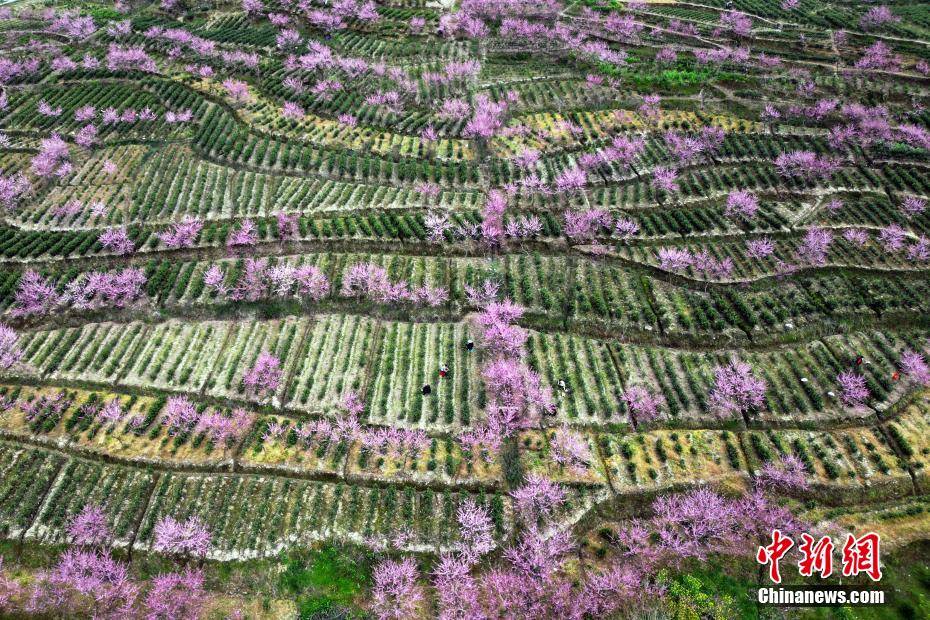 湖北咸丰：云雾绕茶山 桃花映“春采”(图3)