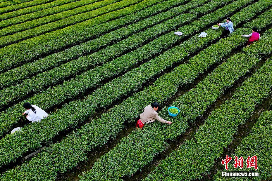 湖北咸丰：云雾绕茶山 桃花映“春采”(图4)