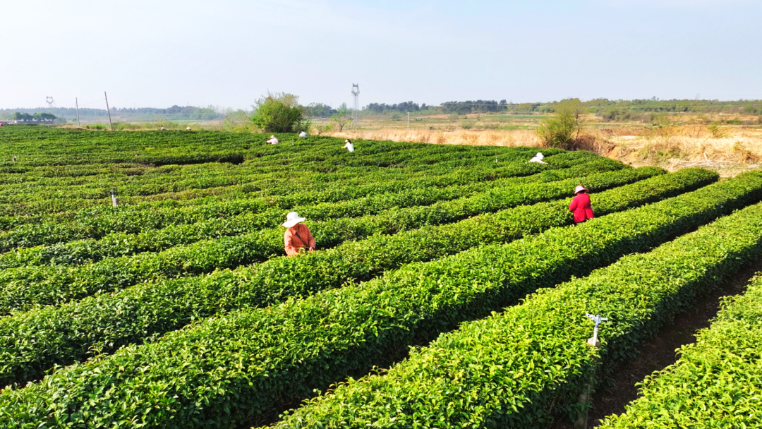 孝感孝昌：春茶采制忙 茶香富一方(图1)