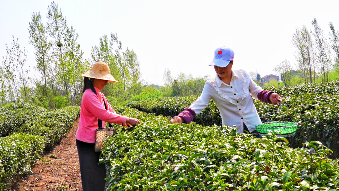 孝感孝昌：春茶采制忙 茶香富一方(图2)