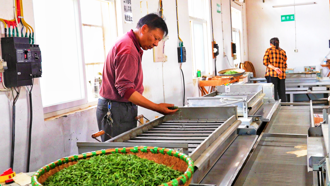 孝感孝昌：春茶采制忙 茶香富一方(图3)