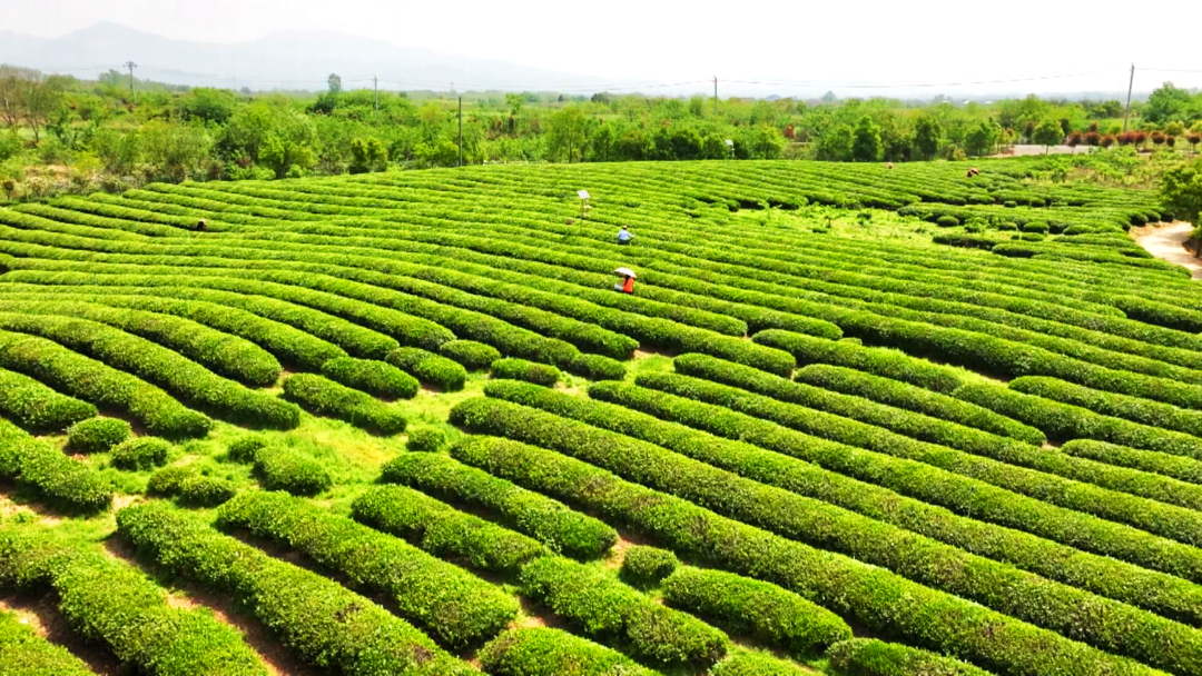 孝感孝昌：春茶采制忙 茶香富一方(图4)