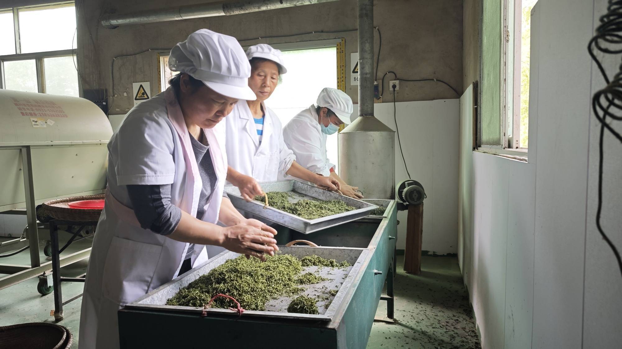 贵jbo竞博网址州镇远：春日采茶忙(图3)