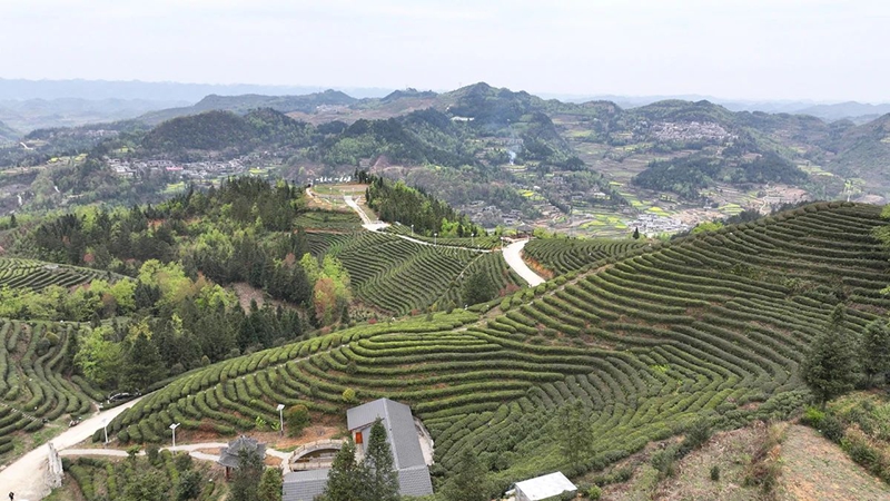 镇宁：以茶兴业 以茶富民(图1)