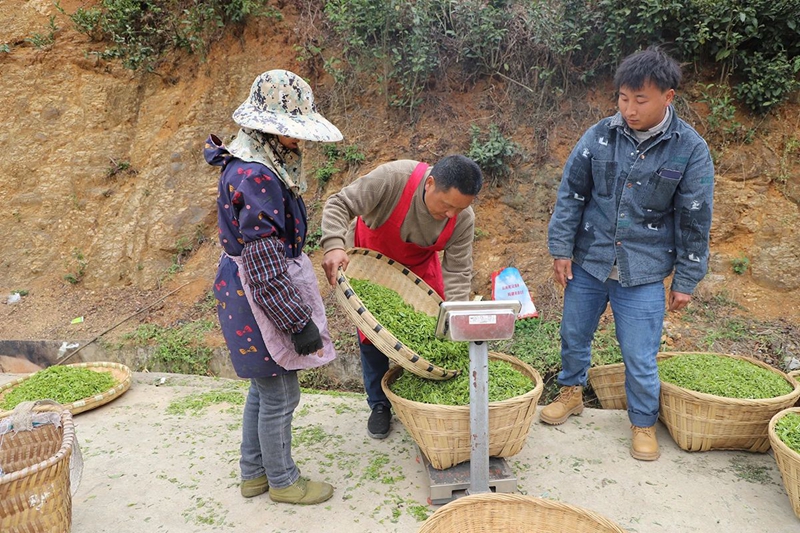 镇宁：以茶兴业 以茶富民(图4)