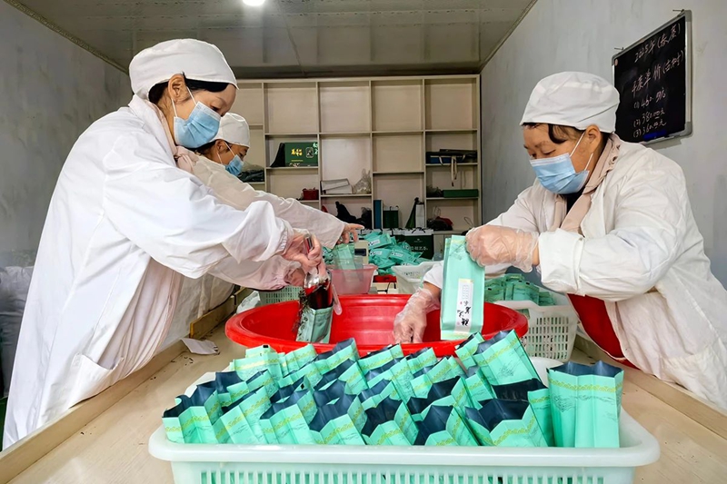 镇宁：以茶兴业 以茶富民(图3)