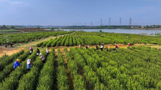 钟陵镇千亩春茶开采(图1)