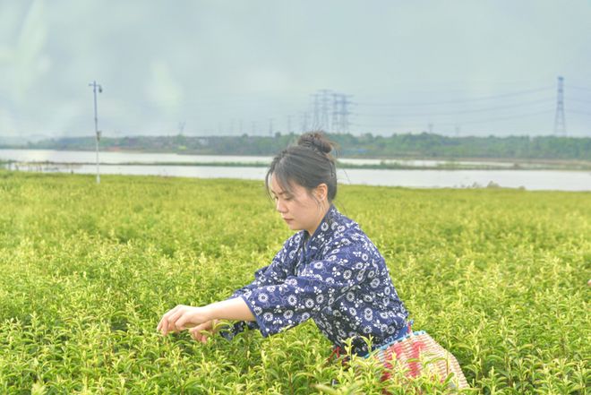 钟陵镇千亩春茶开采(图2)