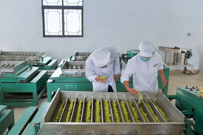 钟陵镇千亩春茶开采(图4)