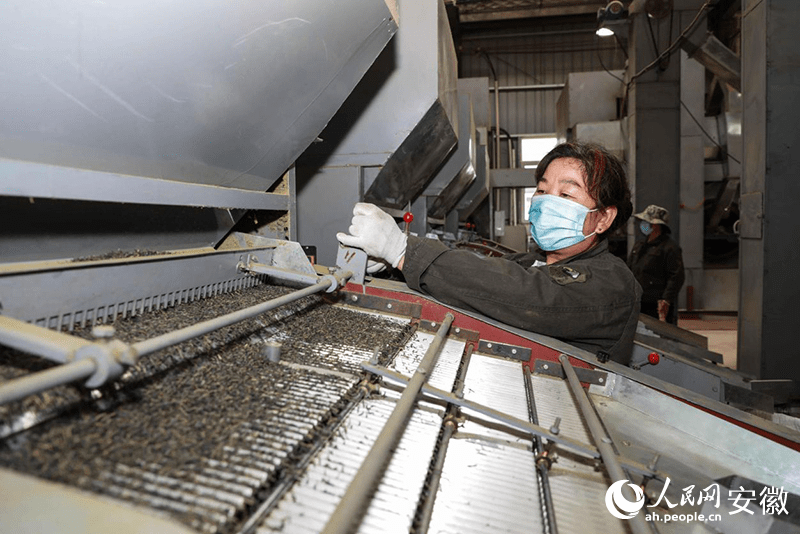 名jbo竞博平台茶汇聚的安徽何以大而不强？(图3)