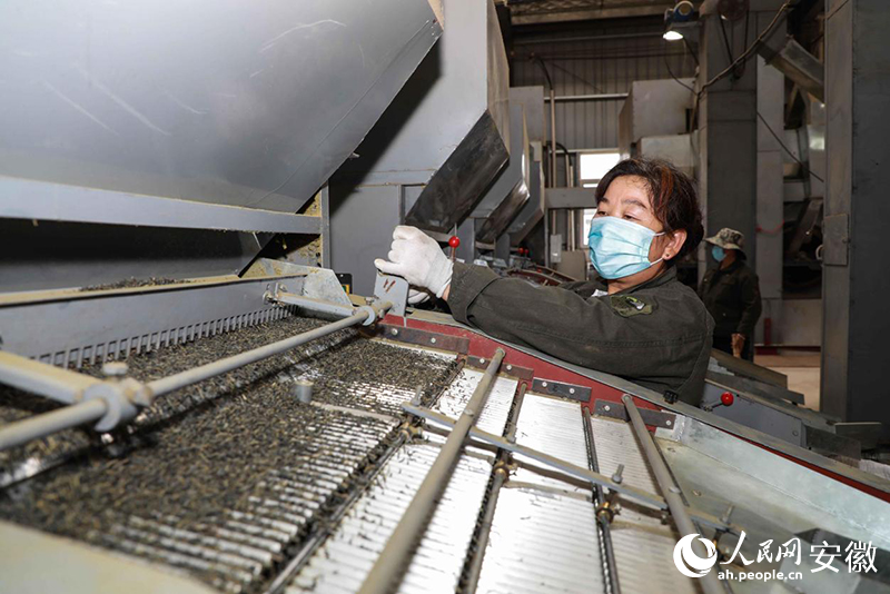 名茶匯聚的安徽何以大而不強？(图3)