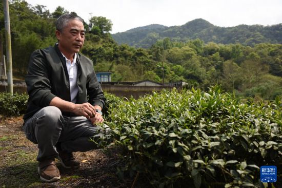茶香飄“茶鄉”——品味台灣坪林文山包jbo竞博注册種茶(图2)