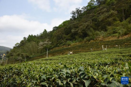 茶香飄“茶鄉”——品味台灣坪林文山包jbo竞博注册種茶(图1)